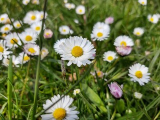 Obraz na płótnie Canvas Camomile daisy flowers in the grass, white and yellow. Slovakia