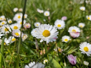 Fototapeta premium Camomile daisy flowers in the grass, white and yellow. Slovakia