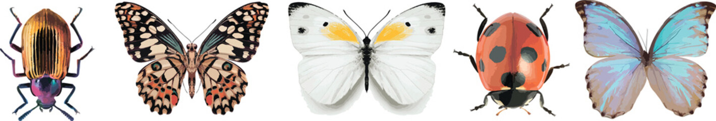 Set of graphical hand-drawn bugs, butterfly.