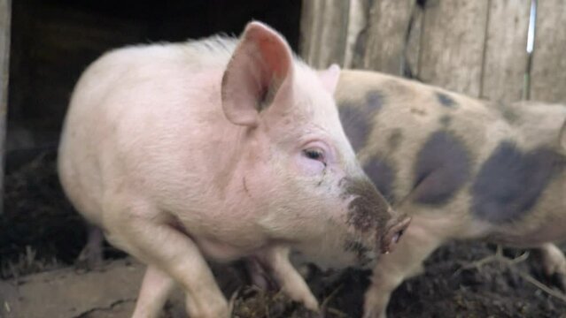 pigs on farm. pig running on agribusiness farm the ground slow motion video. pigs on farm business natural farming concept. pigs is digging the ground