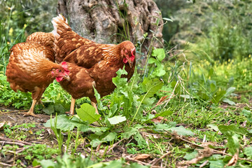 Free-grazing domestic hens on a traditional free range poultry organic farm. Adult chickens walking on the green grass.