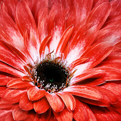 Flower red gerbera. Floral background. Close-up. Nature..