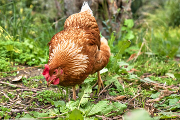 Free-grazing domestic hen on a traditional free range poultry organic farm. Adult chicken walking on the green grass.
