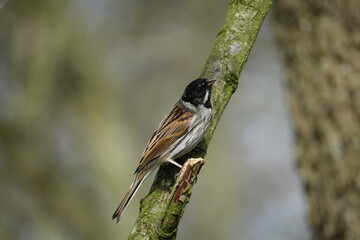 male reed bunting (Emberiza schoeniclus) in summer breeding plumage