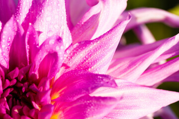 Fototapeta na wymiar Dahlia petals with water drops