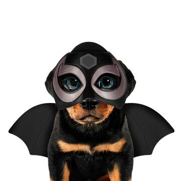 Crazy puppy dog super hero with bat wings trendy concept idea photo isolated on white background funny photo. Superhero costume animal character poster