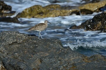 Ein Regenbrachvogel (Numenius phaeopus), Eurasian whimbrel, auf Fuerteventura.