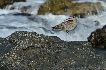 Ein Regenbrachvogel (Numenius phaeopus), Eurasian whimbrel, auf Fuerteventura.