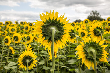 A Field Of Sunflowers In The Buckinghamshire Countryside