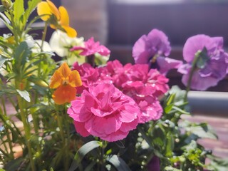 Colorful meadow flowers in grass in nature or in the garden. Slovakia