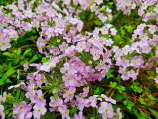 Colorful meadow flowers in grass in nature or in the garden. Slovakia
