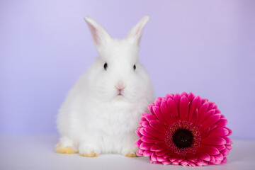 light bunny baby rabbit with big red flower on background