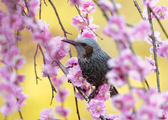 梅の花のカーテンにヒヨドリ