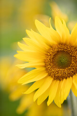 The Partial Head Of A Sunflower