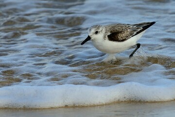 Ein Sanderling (Calidris alba), am Strand von Fuerteventura.