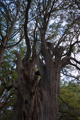old oak tree