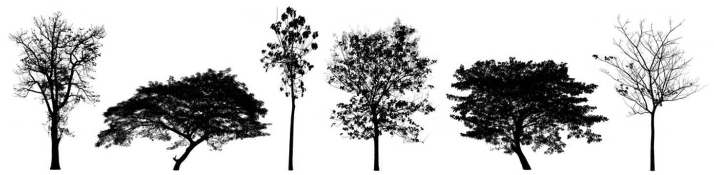 Set of tree silhouettes on white background