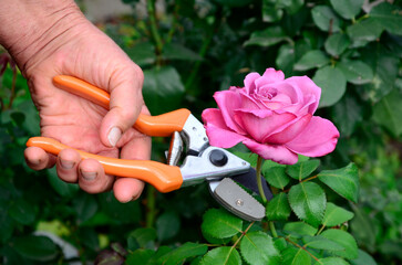 Hand with pruner prunes a rose. Floriculture, flower care.