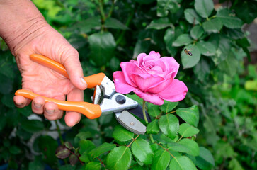 Hand with pruner prunes a rose. Floriculture, flower care.