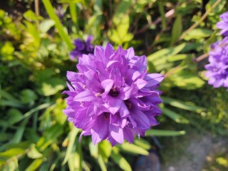 Colorful meadow flowers in grass in nature or in the garden. Slovakia
