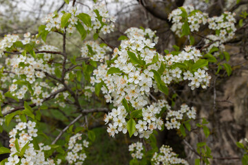 Blooming plum tree in the garden. Blooming plum branches. spring background.