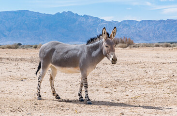 Somali wild donkey (Equus africanus) in nature reserve of the Middle East. This species is...