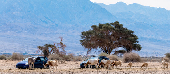 Semi-domesticated animals in nature reserve - herd of antelopes scimitar horn Oryx, Somali donkey and brown Onager. Safari in nature reserve of the Middle East - obrazy, fototapety, plakaty