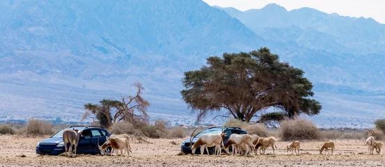 Abwaschbare Fototapete Halb domestizierte Tiere im Naturschutzgebiet - Herde von Antilopen Scimitar Horn Oryx, Somali-Esel und brauner Onager. Safari im Naturschutzgebiet des Nahen Ostens © sergei_fish13