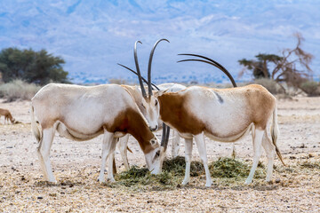 Antelope scimitar horn Oryx (Oryx leucoryx). Due to danger of extinction, the species was introduced from Sahara and adopted in nature reserves of the Middle East