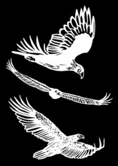 Vector collection of eagles on black isolated ,vector engraved elements,birds