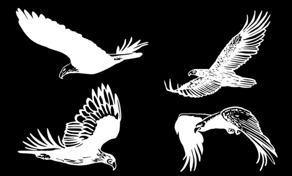 Vector collection of eagles on black isolated ,vector engraved elements,birds