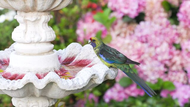 a green rosella drinks from a fountain in a garden at port arthur in southern tasmania, australia