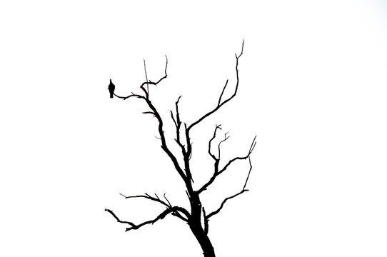 Black silhouette of a tree on a white background.