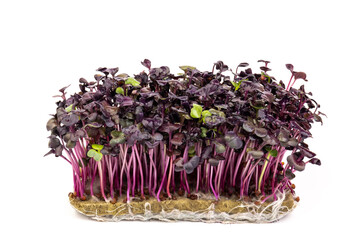Fresh purple radish sprouts isolated on white. Microgreens.