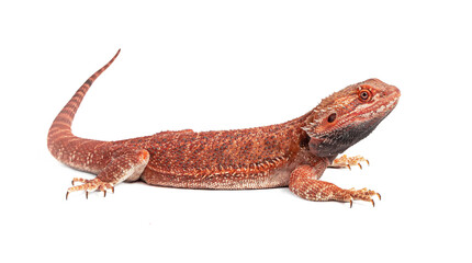 red agama lizard isolated on a white background
