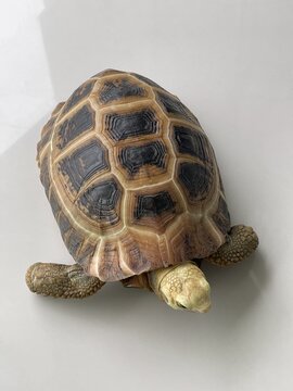 Indotestudo Elongata Species. Kura-kura. Elongated Tortoise. Land Turtle. View From Above. Tortoise Shell, Protruding Head, Paws. Close-up, Macro, Isolated, Top. Cute Domestic Reptile On White Floor. 