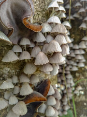 Inrow fungi