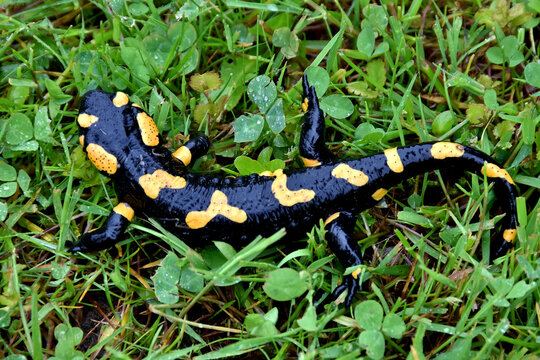 Ein Feuersalamander in der Wiese