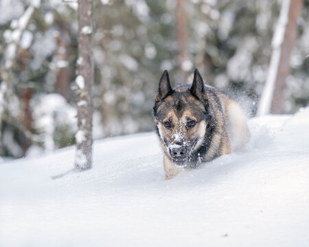 Young East Siberian Laika Running In Deep Snow