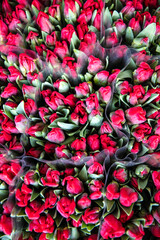 Świeże tulipany na targu kwiatowym