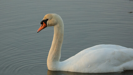 Cisne, Marismas blancas, Astillero, Cantabria, España
