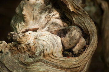 Abstraction in dead, dry wood