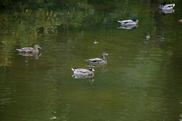 Ducks swimming in a pond