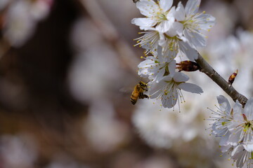 満開の梅の間を飛び交う蜜蜂