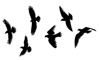 birds flying flock silhouette set isolated vector