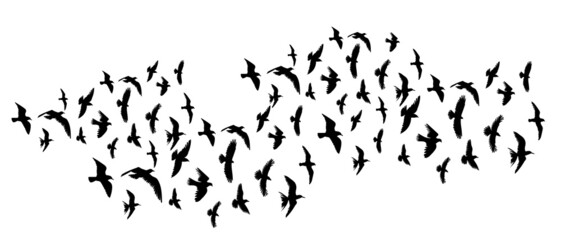 birds flying flock silhouette set isolated