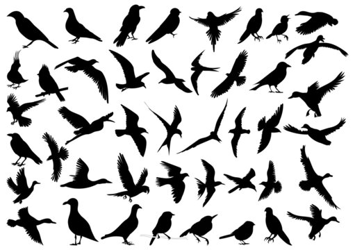 birds silhouette set isolated vector