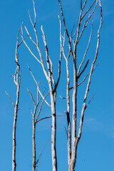Dead trees against a clear blue sky