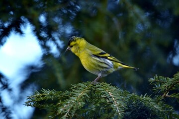 Ein Erlenzeisig-Männchen auf dem Ast einer Hemlocktanne