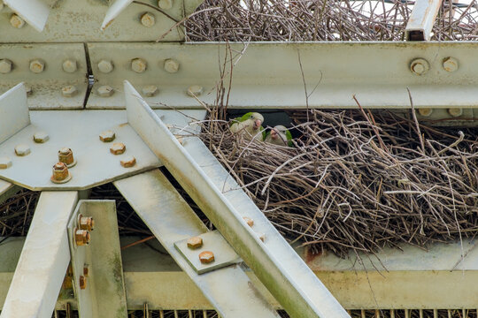 Pair of monk parakeets in a nest amidst the steel beams of a transmission tower in New Orleans, LA, USA 